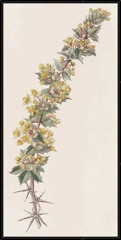 Картина Лучевая Берберри (1815-1819)