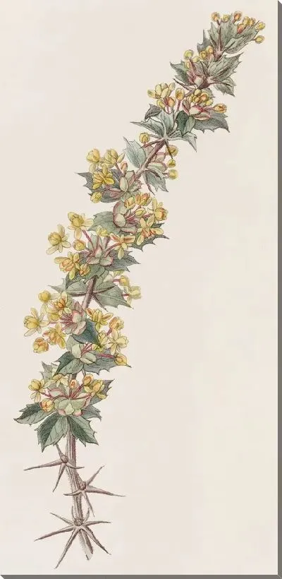 Картина Лучевая Берберри (1815-1819)