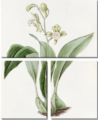 Картина Максиллярия кистевидноцветковая (1815-1819)