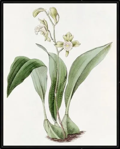 Картина Максиллярия кистевидноцветковая (1815-1819)