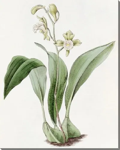 Картина Максиллярия кистевидноцветковая (1815-1819)