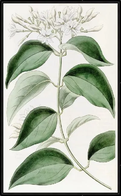 Картина Остролистный Жасмин (1815-1819)