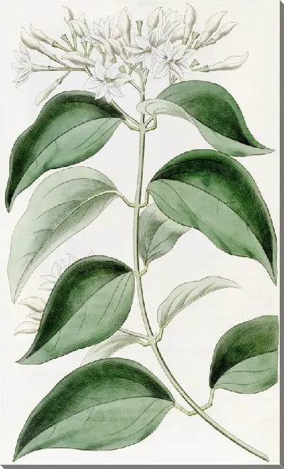 Картина Остролистный Жасмин (1815-1819)