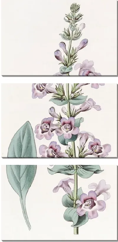 Картина Пентстемон остролистный (1815-1819)