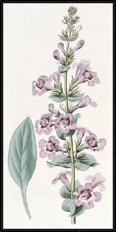 Картина Пентстемон остролистный (1815-1819)