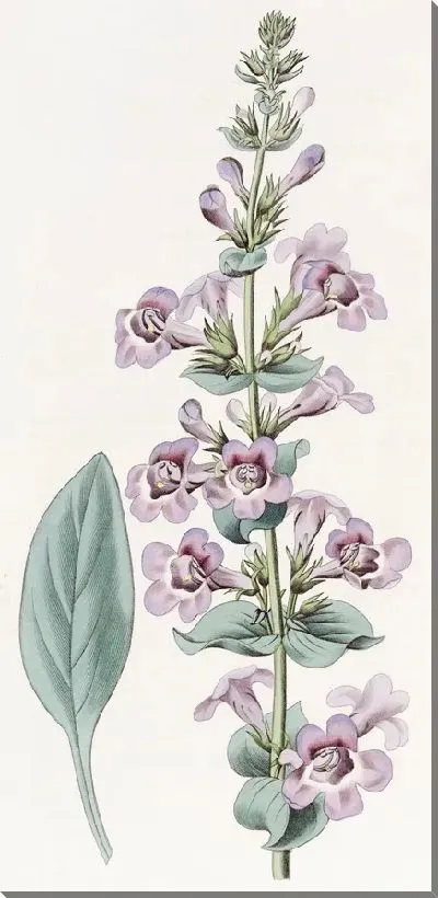 Картина Пентстемон остролистный (1815-1819)