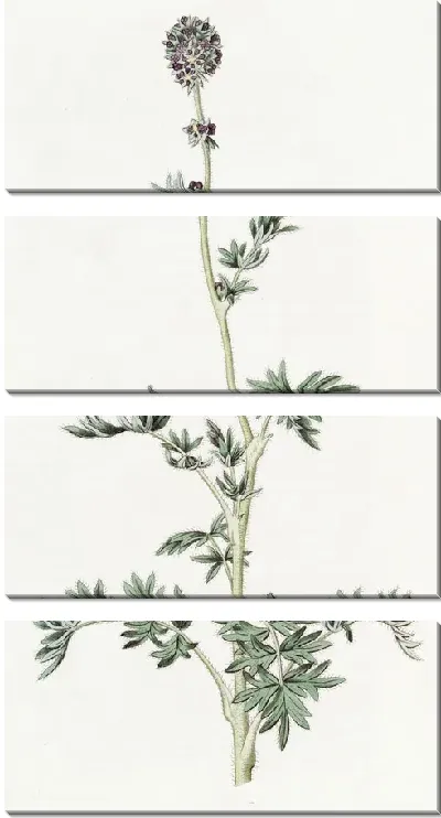 Картина Перистофидная ацена (1815-1819)