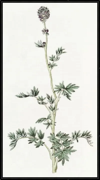 Картина Перистофидная ацена (1815-1819)