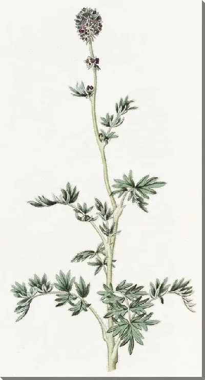 Картина Перистофидная ацена (1815-1819)