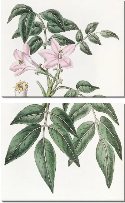 Картина Пернатая Туррея (1815-1819)