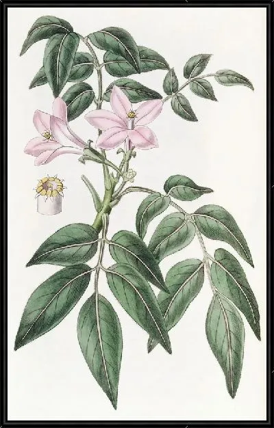 Картина Пернатая Туррея (1815-1819)