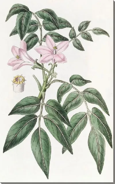 Картина Пернатая Туррея (1815-1819)