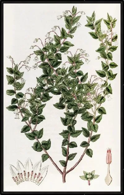 Картина Пернеттия остролистная (1815-1819)