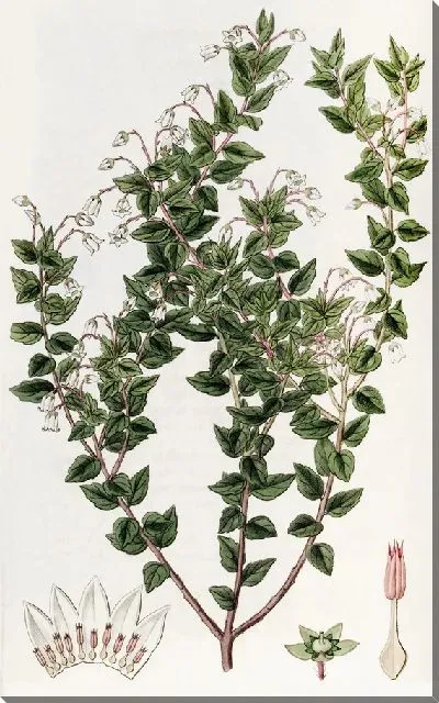 Картина Пернеттия остролистная (1815-1819)