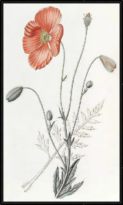 Картина Персидский Мак (1815-1819)