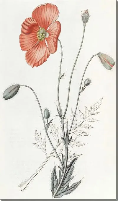 Картина Персидский Мак (1815-1819)