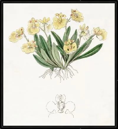 Картина Пигмейный онцидиум (1815-1819)