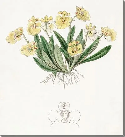 Картина Пигмейный онцидиум (1815-1819)