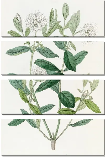 Картина Пимелея Бирючина (1815-1819)
