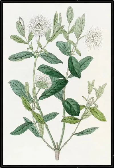 Картина Пимелея Бирючина (1815-1819)