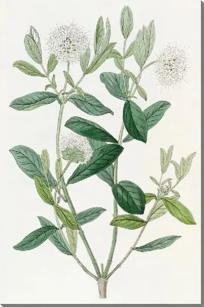 Картина Пимелея Бирючина (1815-1819)