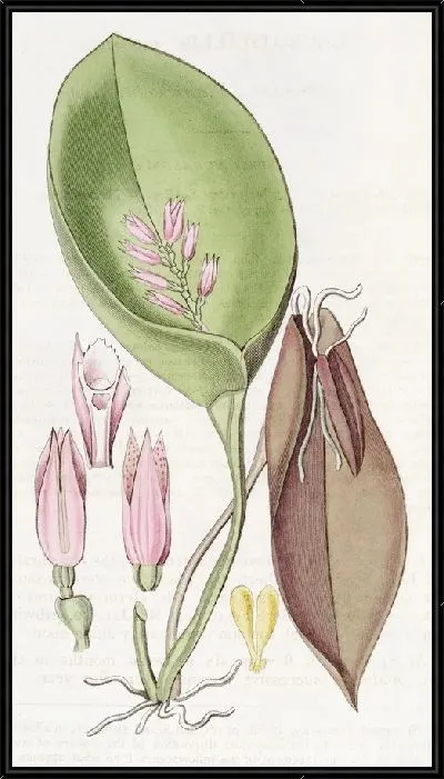 Картина Плодородный плевроталлис (1815-1819)