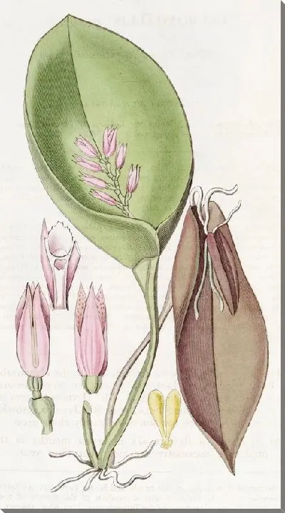 Картина Плодородный плевроталлис (1815-1819)