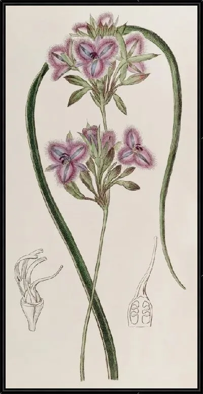 Картина Плодородный Тизанотус (1815-1819)