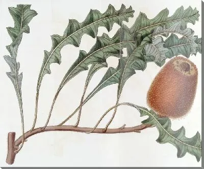 Картина Поверженная Банксия (1815-1819)