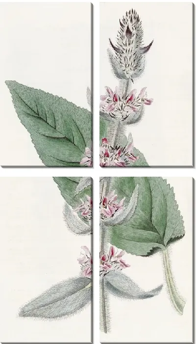 Картина Половозрелый немецкий Стахис (1815-1819)