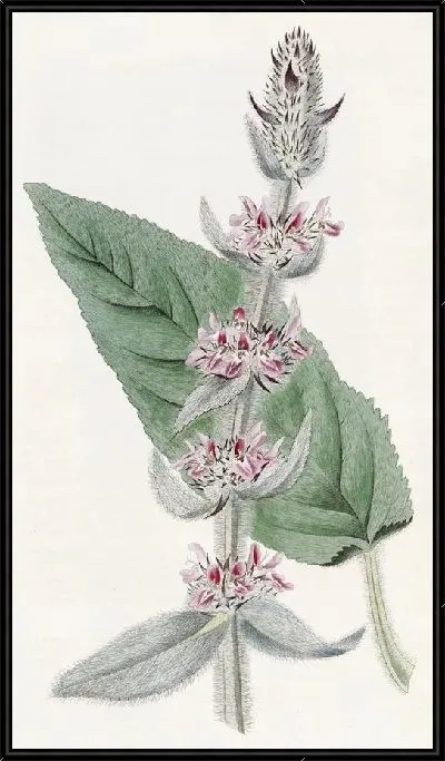 Картина Половозрелый немецкий Стахис (1815-1819)