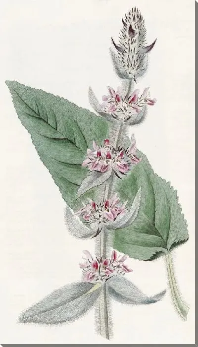 Картина Половозрелый немецкий Стахис (1815-1819)