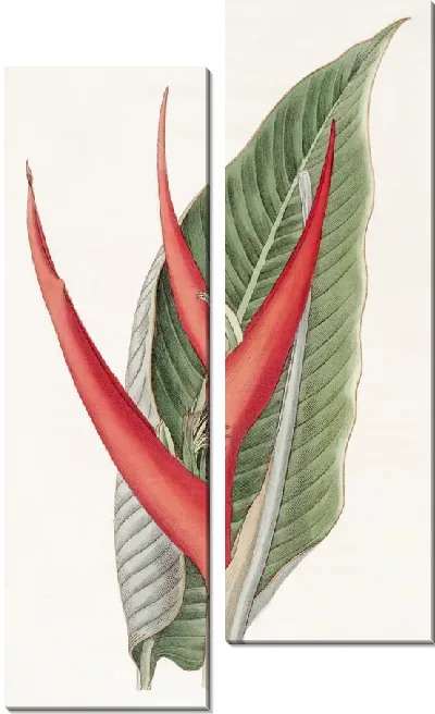 Картина Порошкообразная геликония (1815-1819)