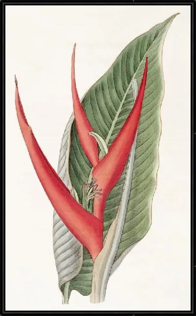 Картина Порошкообразная геликония (1815-1819)