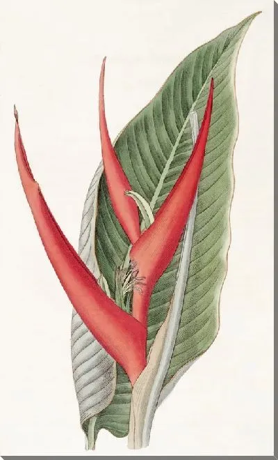 Картина Порошкообразная геликония (1815-1819)