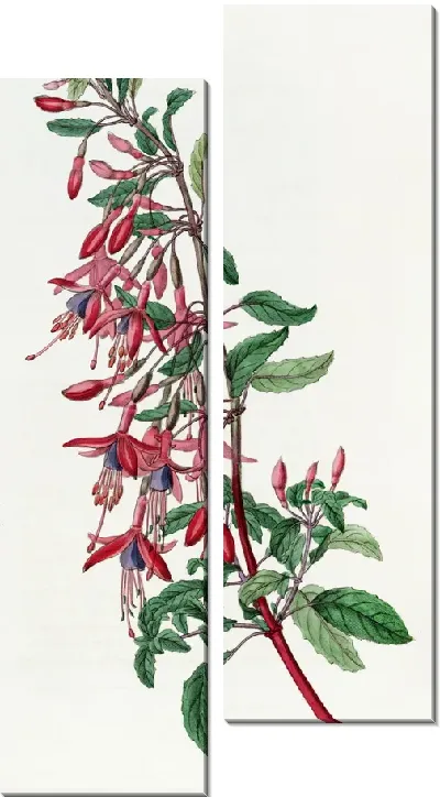 Картина Портвейн Голод Фуксия (1815-1819)