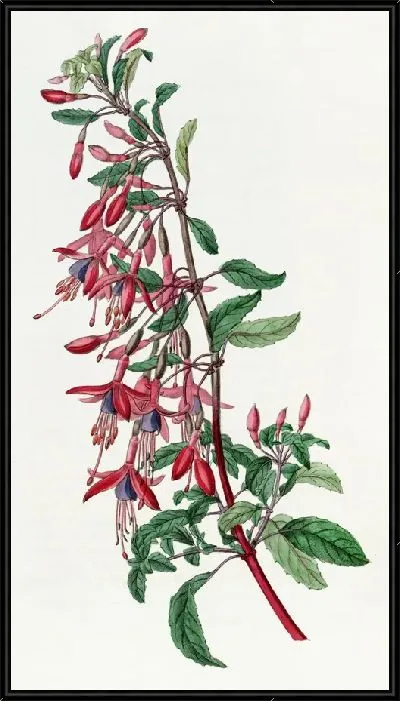 Картина Портвейн Голод Фуксия (1815-1819)