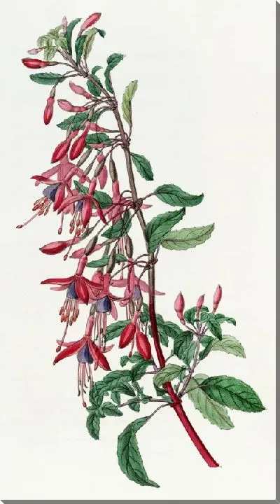 Картина Портвейн Голод Фуксия (1815-1819)