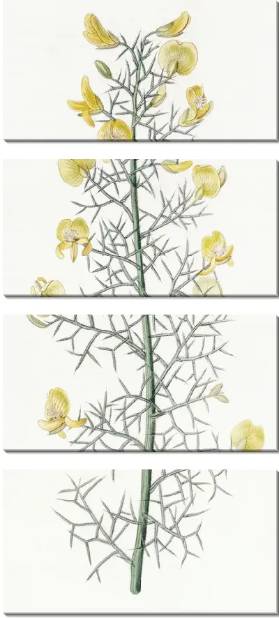 Картина Португальский фурзе (1815-1819)