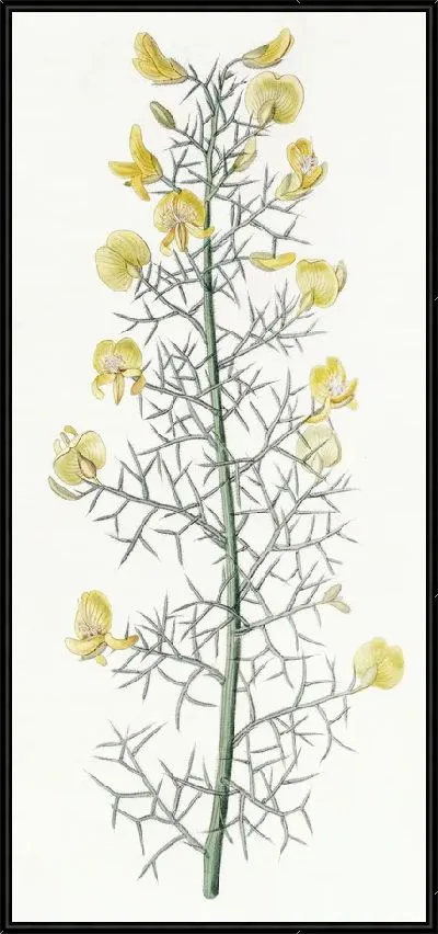 Картина Португальский фурзе (1815-1819)