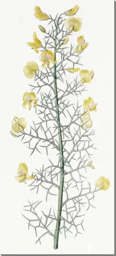 Картина Португальский фурзе (1815-1819)