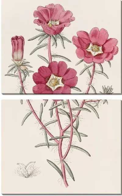 Картина Портулак великолепный (1815-1819)