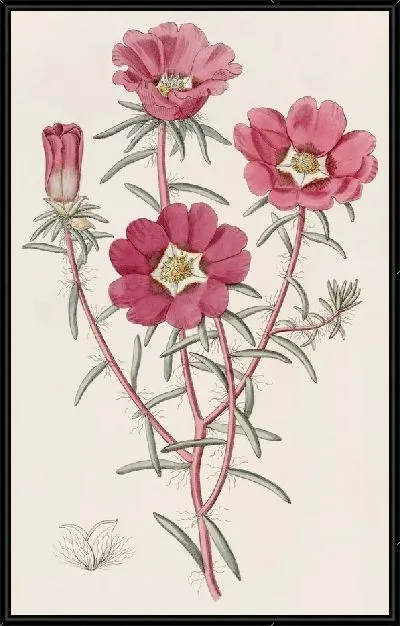 Картина Портулак великолепный (1815-1819)