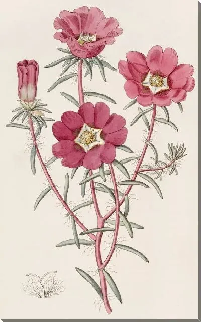 Картина Портулак великолепный (1815-1819)