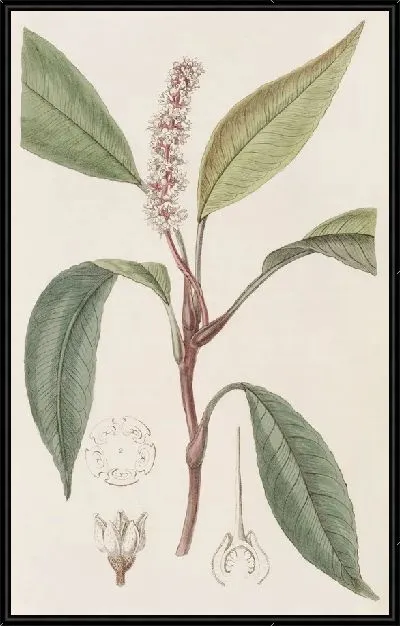 Картина Потос-ложница (1815-1819)