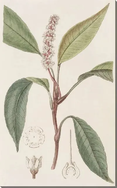 Картина Потос-ложница (1815-1819)