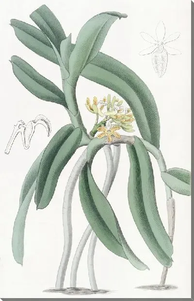 Картина Пупырчатый сакколабий (1815-1819)