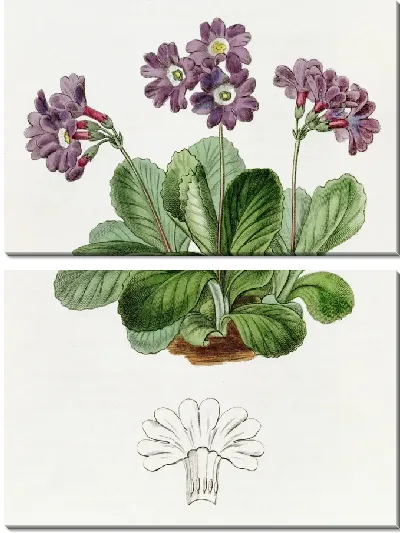 Картина Пурпурная Аурикула (1815-1819)