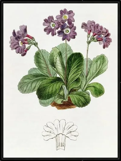 Картина Пурпурная Аурикула (1815-1819)