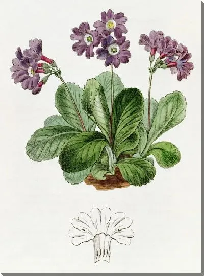 Картина Пурпурная Аурикула (1815-1819)